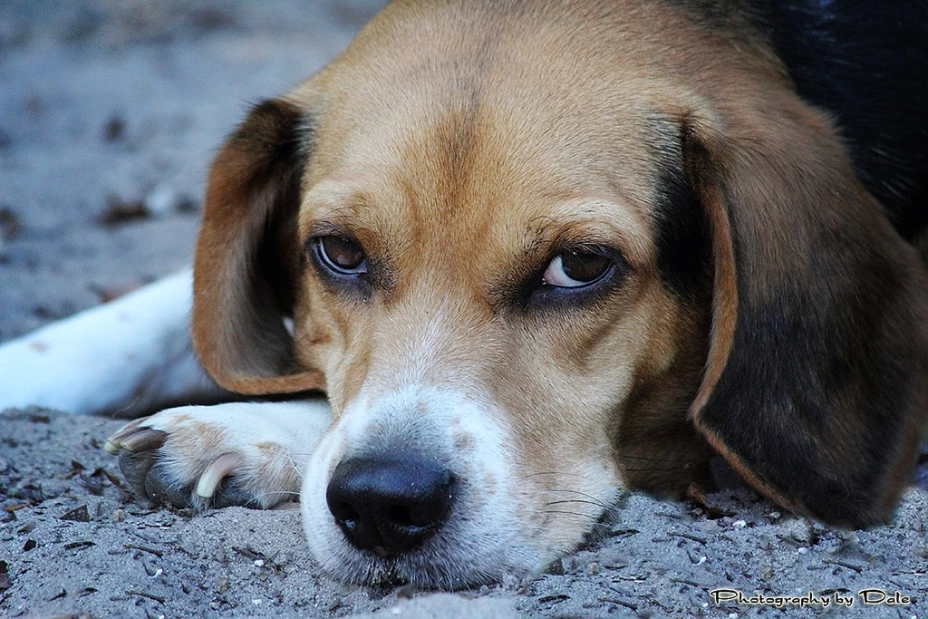 Los perros son más inteligentes de lo que crees