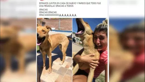 perrito perdido dueña reecuentro