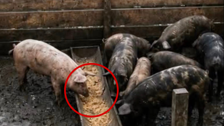La Chanchera, ¿qué encontraron videos cerdos redes sociales Puerto Bolívar.png