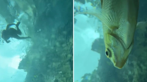 Joven deja caer su celular en un cenote de Tulum y graba un increíble paisaje submarino por accidente.png