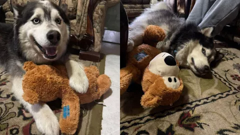 Luckhan, perrito rescatado de un techo en Culiacán