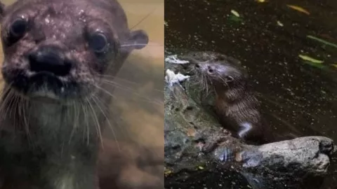 Fallece nutria en el Zoológico Manuel Álvarez del Toro de Chiapas