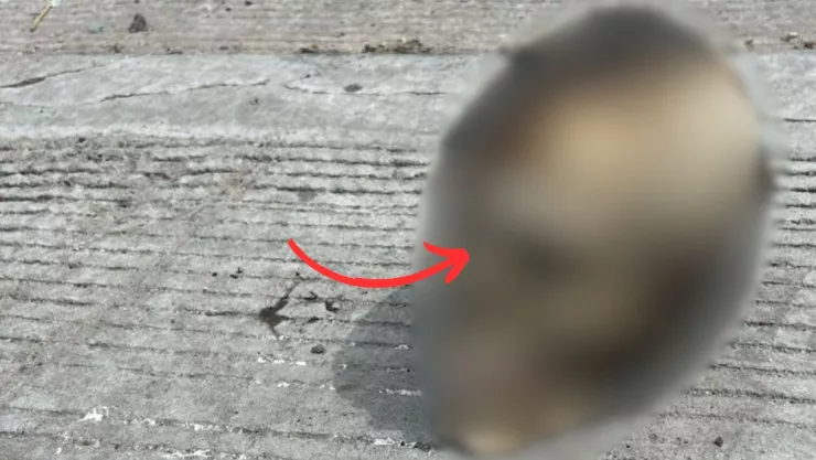 ¿Qué pasó en la avenida 18 de marzo de la colonia Mariano Matamoros de Tijuana hoy lunes 17 de marzo de 2025?