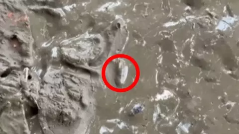 Captan gusanos en calles de Poza Rica.