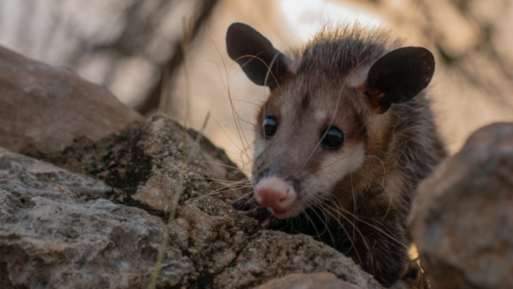 ¡INDIGNANTE! Denuncian presunto maltrato animal a una zarigüeya en redes sociales; esto se sabe