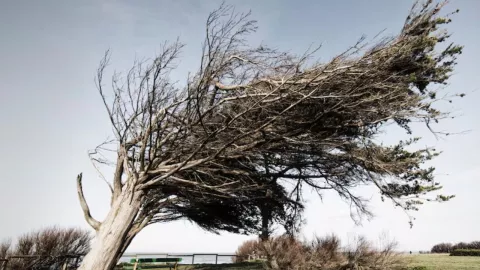 Clima Tijuana hoy jueves 12 de diciembre de 2024 ¿Cómo afectarán los vientos de Santa Ana?