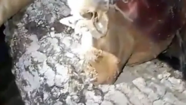 Cazadores atrapan supuestamente al ‘Chupacabras’ en Brasil; tiene manos humanas y dientes afilados
