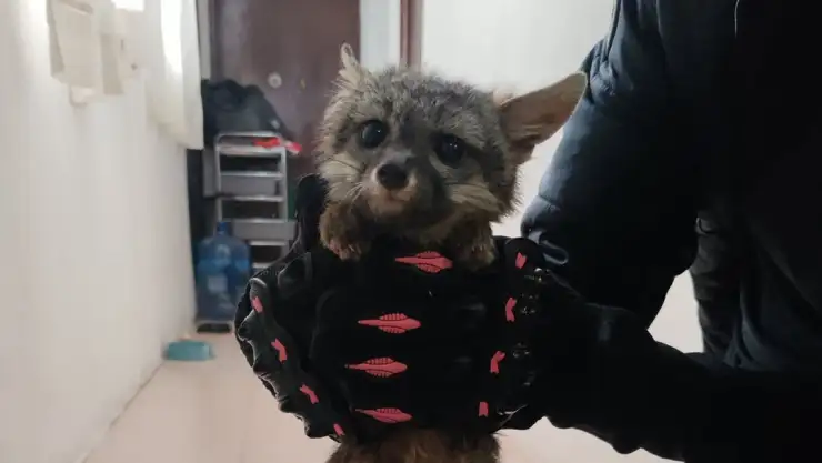 Zorro