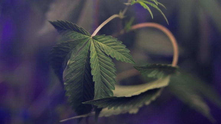 Marihuana-durante-embarazo-efectos-bebé