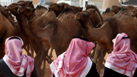 camellos.jpg