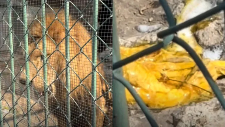 VIDEO | León de zoológico es captado vomitando parásitos VIVOS en Nezahualcóyotl