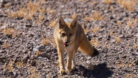 Perro pasea con una mano en el hocico