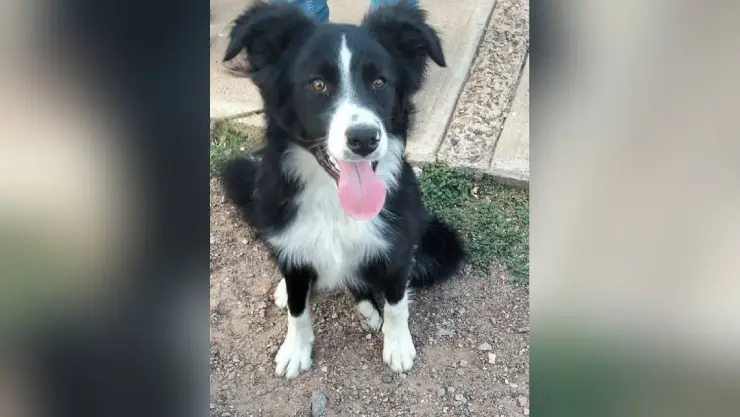 disputa familiar por perro
