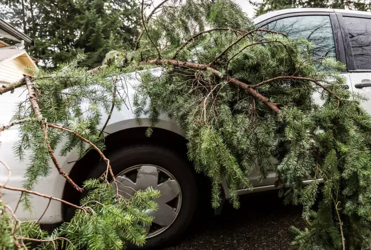 Qué hacer si un árbol le cae a mi carro