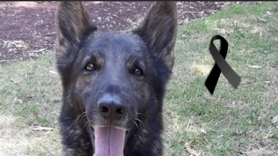 Murió Proteo, perrito rescatista Ejército Mexicano en Turquía