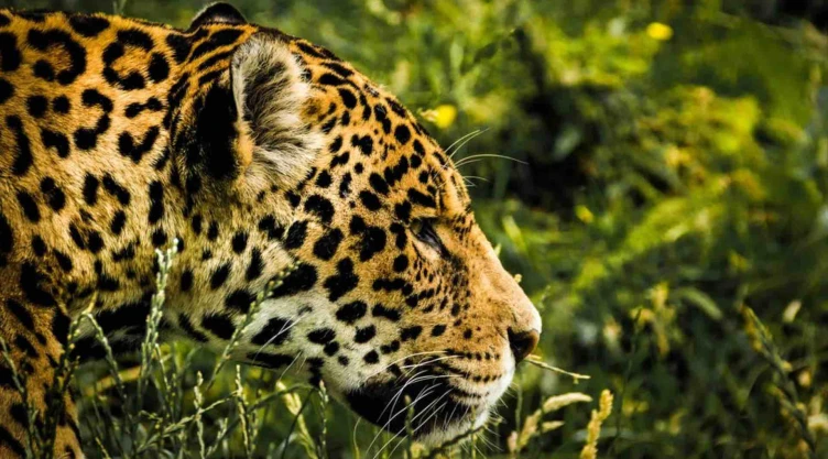 jaguar atropellado carretera campeche.jpg