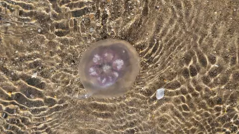 una medusa luna en una playa