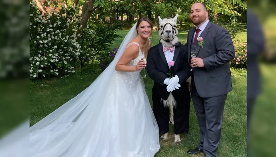 Llama vestido con esmoquin es padrino de boda en Nueva York.