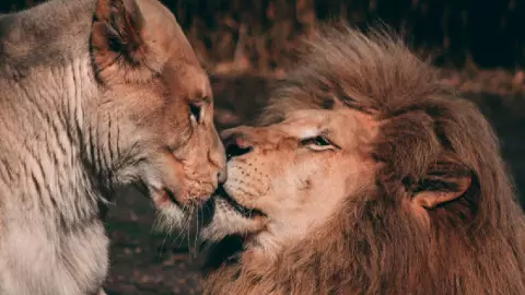 Pareja de leones se da amor arriba de carro safari, VIDEO