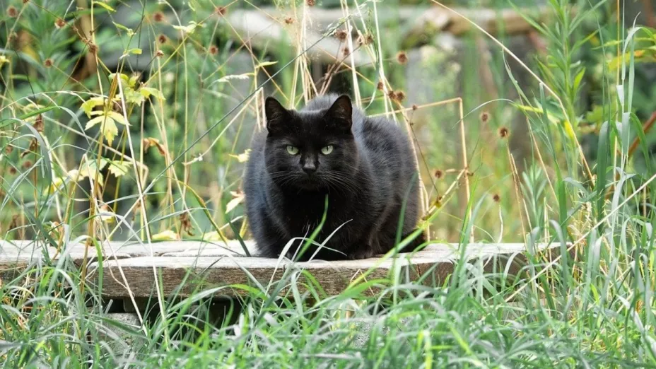 ¿Por qué no dar en adopción gatos negros en octubre?