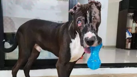 Adoptan a Valentín en Mérida, perrito que fue quemado en Playa del Carmen
