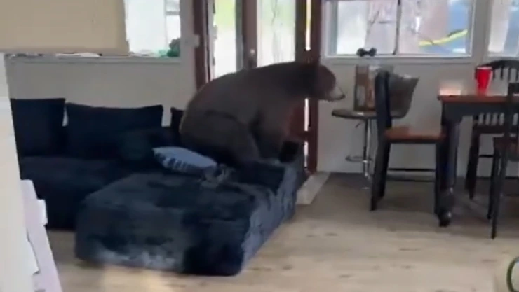 Hombre regresa a casa y encuentra a un oso en su sala, esta fue su reacción