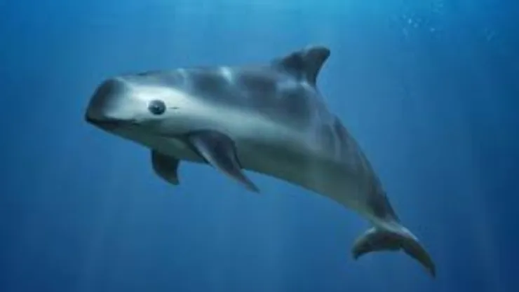 Una vaquita marina, especie en peligro de extinción, nadando en el Golfo de México.