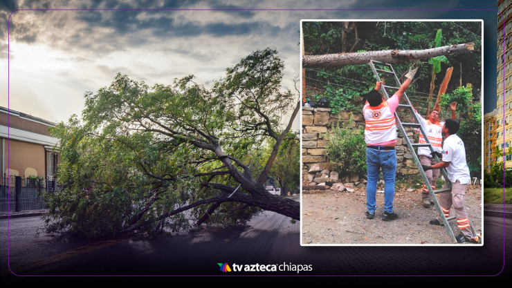 ¡Alerta en Tuxtla Gutiérrez! Aumentan reportes de árboles peligrosos tras trágico incidente en hotel