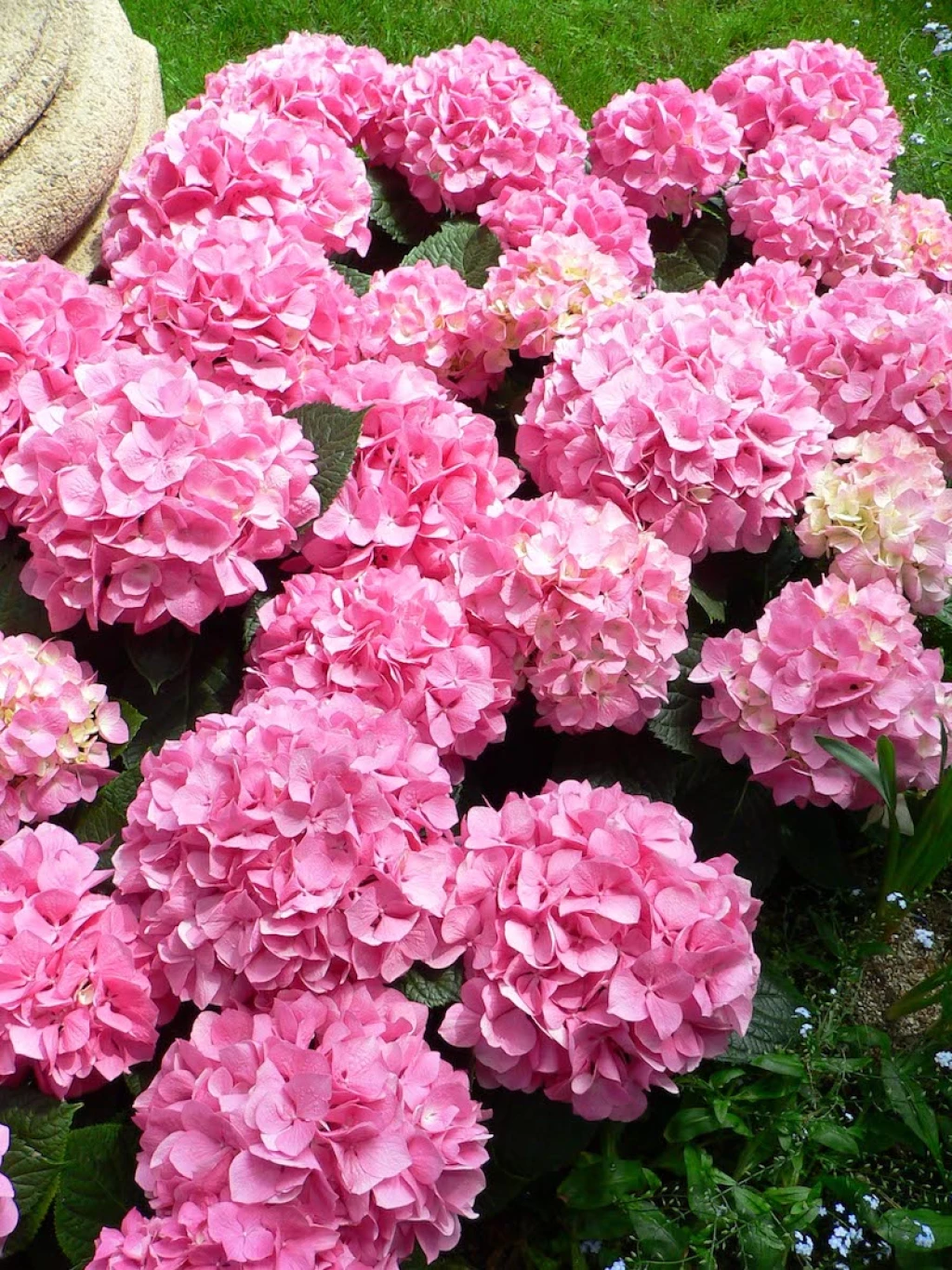 plantas toxicas hortensias