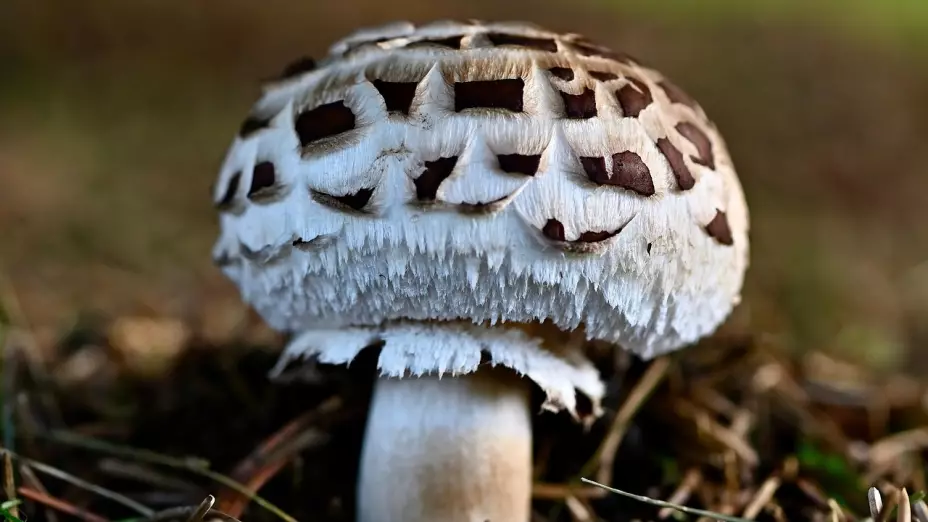 Fotografía de hongo silvestre.