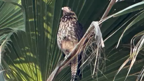 una vista de esta especie llamada caracara