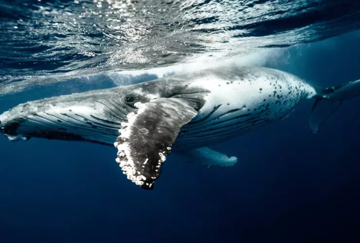 Las ballenas tienen manos de cinco dedos, muestran científicos