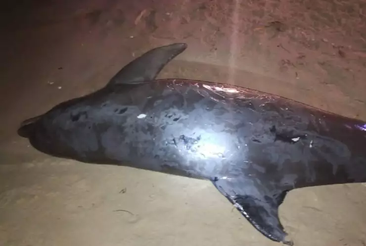 hallan sin vida a delfin en chelem