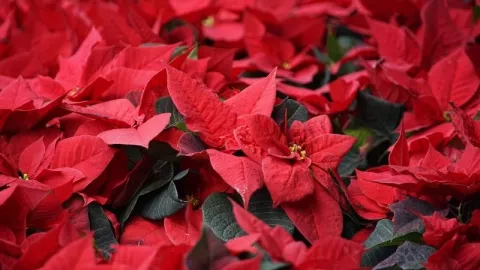 ¿Cómo cuidar la Flor de Nochebuena en casa? Guía para mantenerla saludable y bonita
