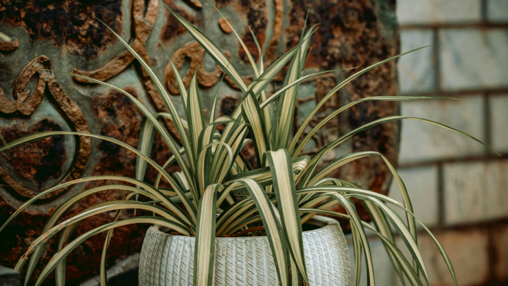 planta araña.png