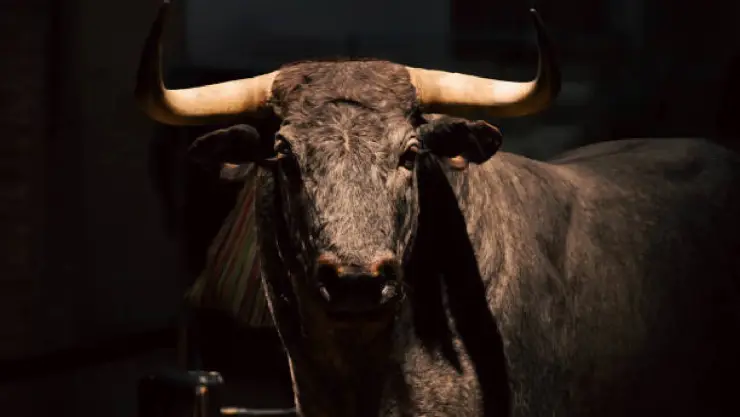 Toro