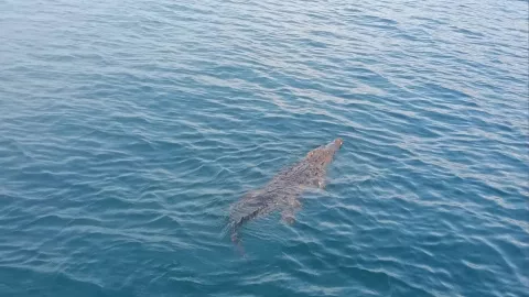 Alertan de la presencia de cocodrilos en Manzanillo; lo graban nadando en el mar