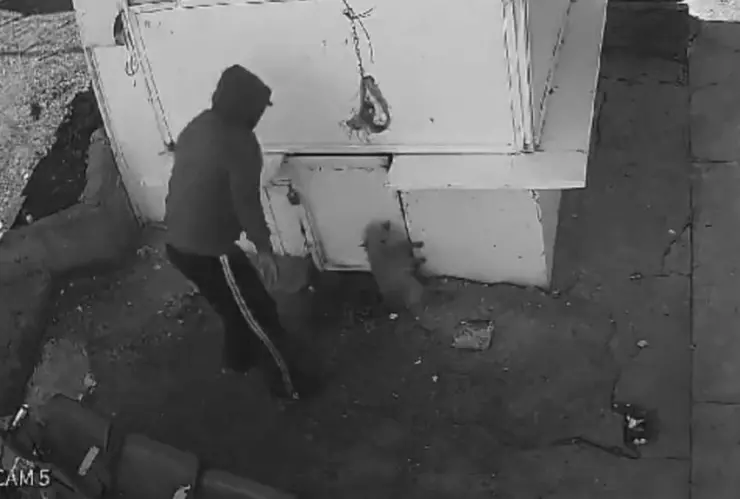 Limpiador de basura golpea a perrito