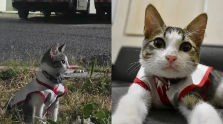 Cruz Roja en Ciudad Victoria adopta un gatito en su equipo; se llama “Urgencio”