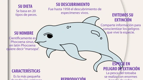 Vaquitas marinas