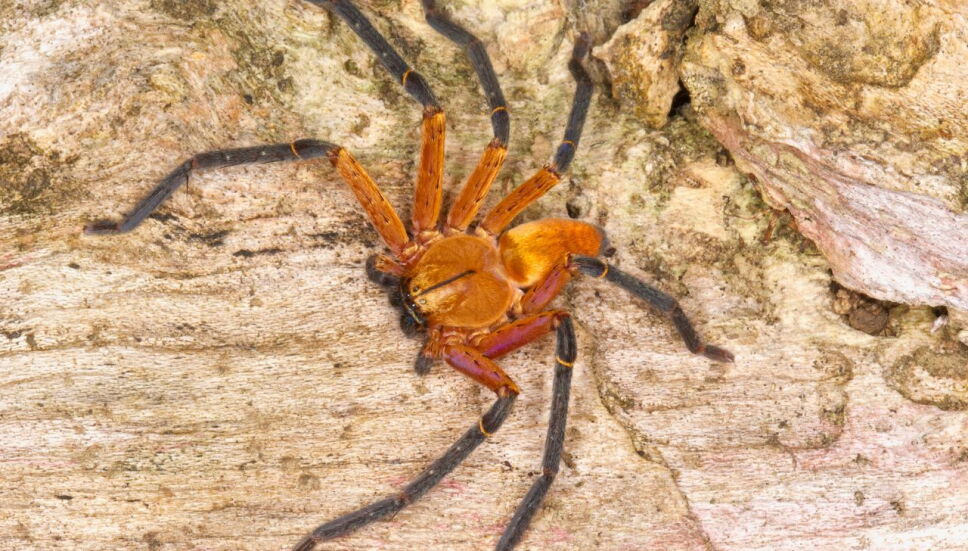 Conoce a la araña cangrejo gigante, directa desde el Amazonas 4 Descubren a la araña cangrejo gigante; características y dónde vive