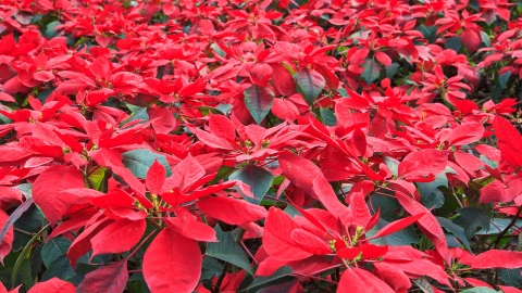 cosecha de flor de nochebuena depositphotos