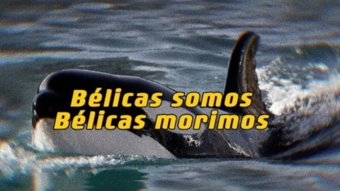 ¿Cómo opera el grupo de la orca ‘Galdis’? Memes lo revelan