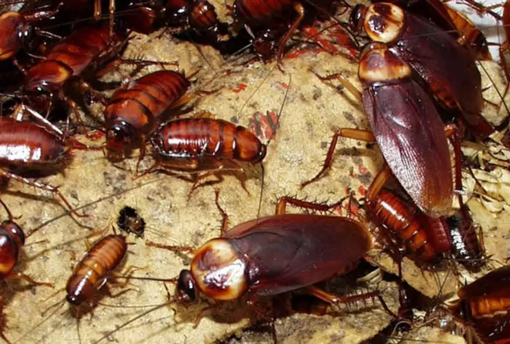 ¿Las cucarachas pican o muerden? Esto dicen los expertos