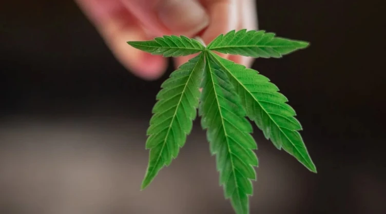 marihuana permiso uso lúdico Cofepris