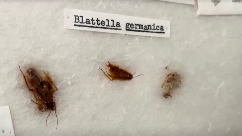 cucarachas boston polvo lunar