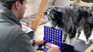  Australian Shepherd Plays Games With Owner 