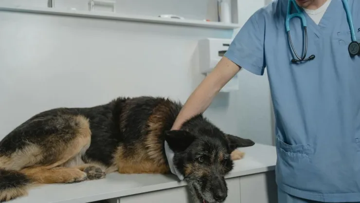 ¿Cómo identificar los síntomas de gripe aviar en mascotas?: Prevención y detección