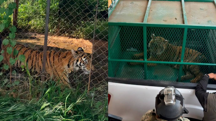 Rescatan a dos tigres de Bengala en Michoacán en un predio abandonado