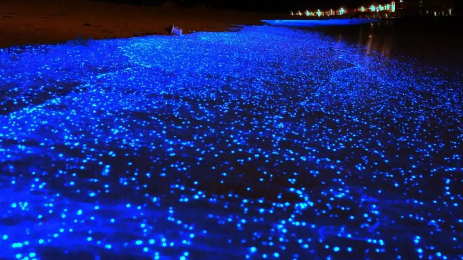 ¿Qué es la Bioluminiscencia Lugares dónde se puedes ver